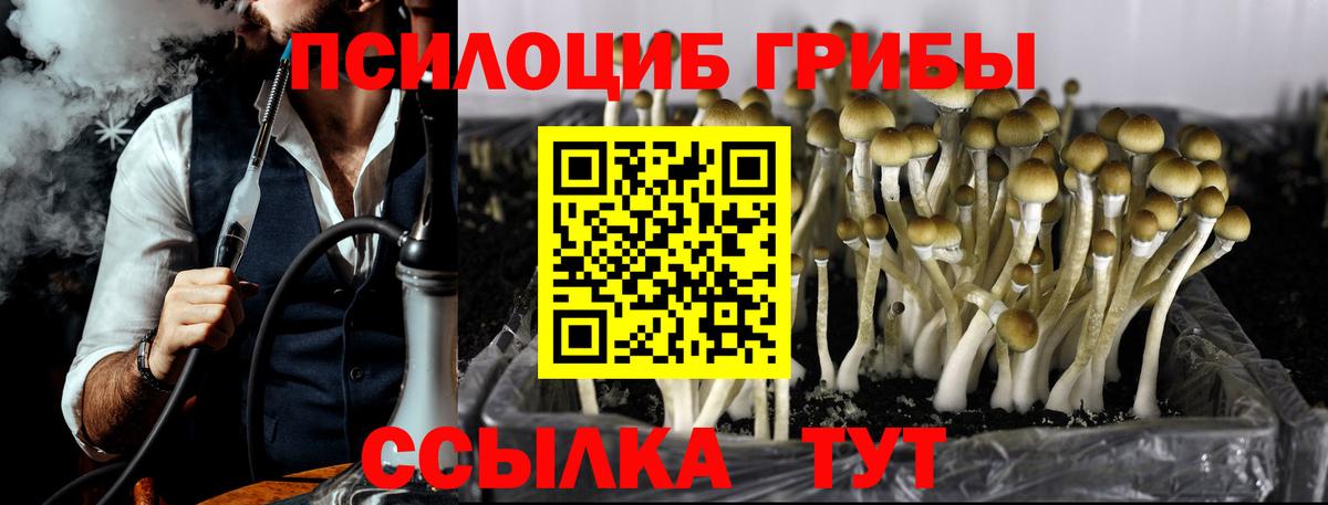 Псилоцибиновые грибы Psilocybine cubensis  Вход с VPN  Баксан 